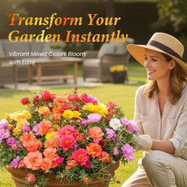 🌹 Zmiešané farebné semená dvojkvetej machovej ruže – Pestrofarebná krása s bohatými kvetmi 🌸✨