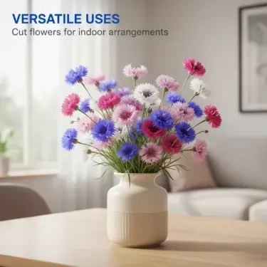 Semená nevädze do záhrady, kvitnú počas celej sezóny