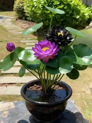 🏆 Viac než 75 000 predaných balení! Semená rozprávkového okrasného leknutna – vzácna krása, ktorá ozdobí vašu záhradu 🌸