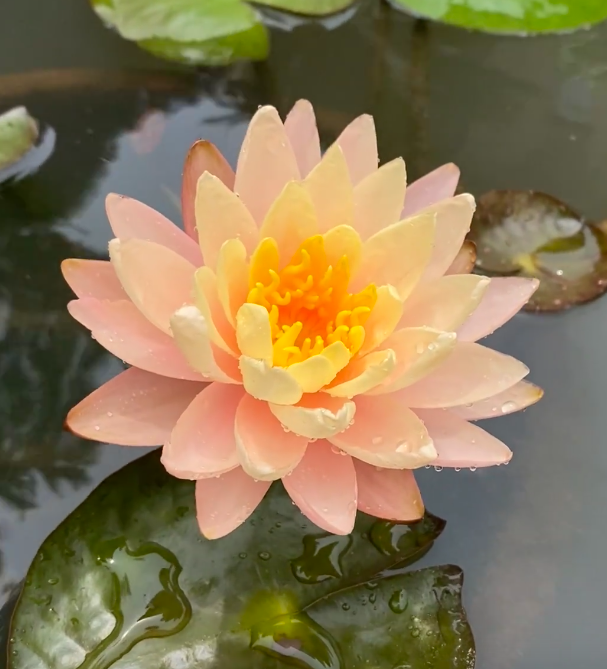 🏆 Viac než 75 000 predaných balení! Semená rozprávkového okrasného leknutna – vzácna krása, ktorá ozdobí vašu záhradu 🌸