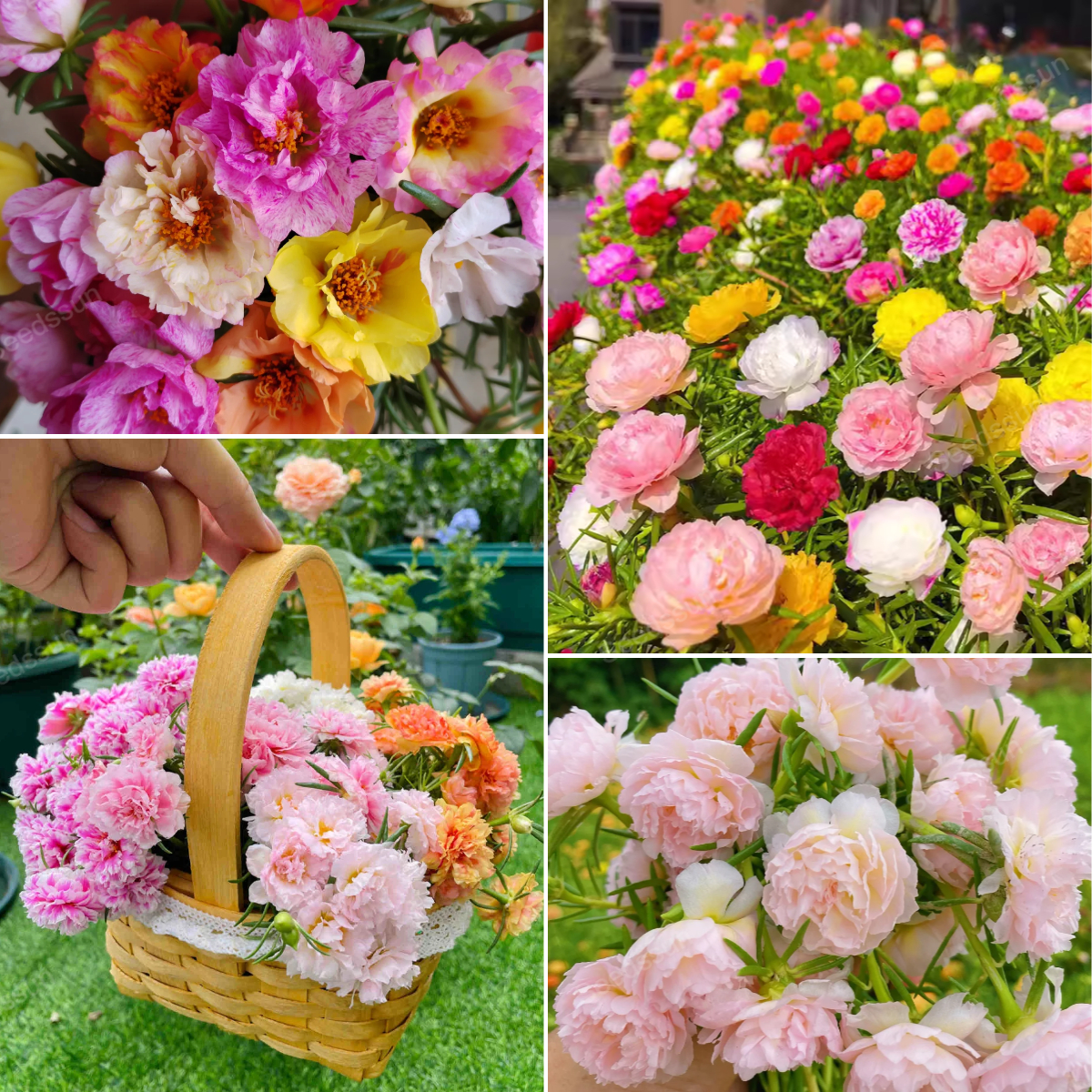 🏆 75 000+ predaných balení! 🌸 Mix semien Portulaky – farebný koberec do záhrady 🌿