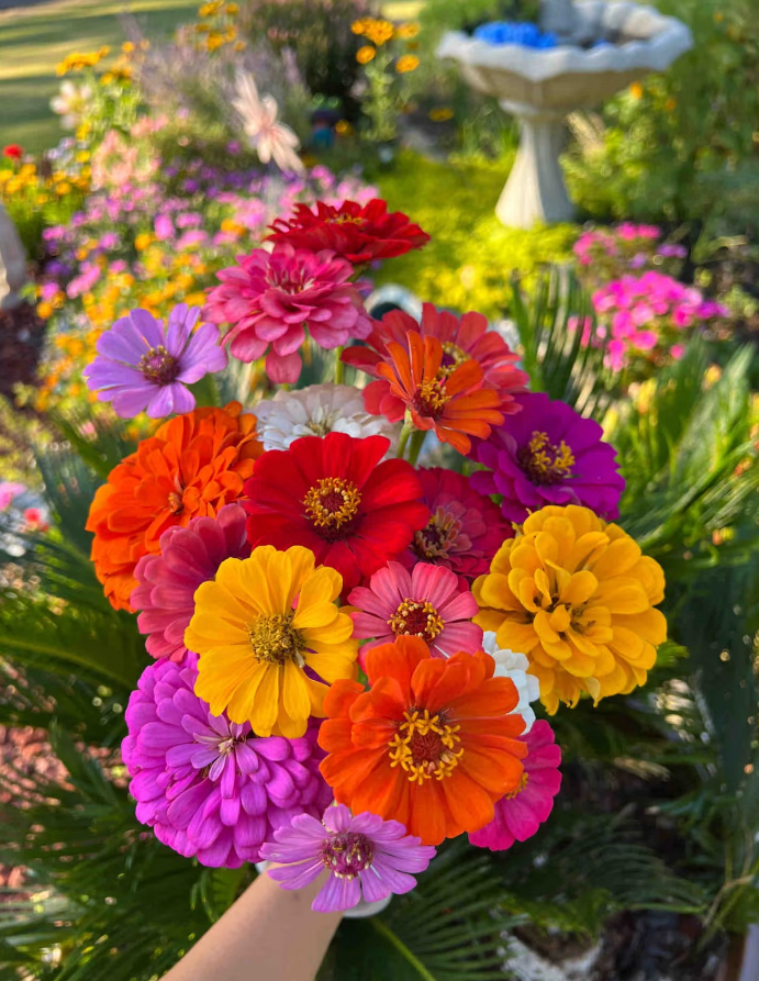 🏆🏆 Každý si ho vyberá! 🌺 Semená cínie – farebná zmes (🎁 Posledný deň! Pri kúpe získate profesionálne hnojivo ZDARMA 🔥)