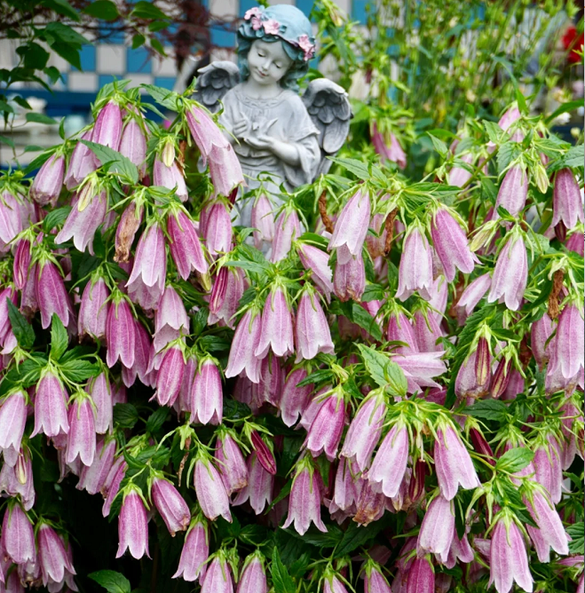 🏆 Viac než 75 000 predaných balení! 🌸 Semená škvrnitého zvončeka – krása do každej záhrady! 🌿