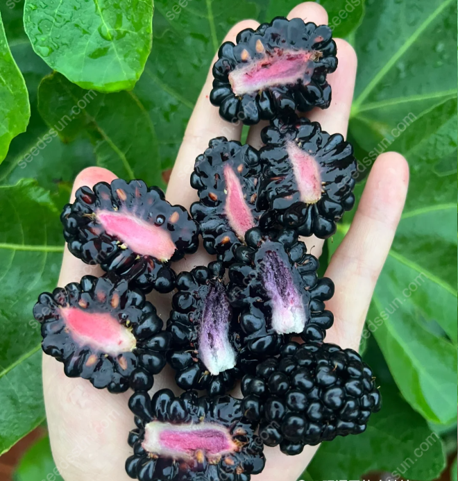 🏆🏆 Najpredávanejší TOP 1!(Časovo obmedzená ponuka: hnojivo zadarmo)🫐 Semená černíc – Vlastná úroda sladkých plodov priamo z vašej záhrady! 🌿