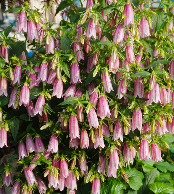 🏆 Viac než 75 000 predaných balení! 🌸 Semená škvrnitého zvončeka – krása do každej záhrady! 🌿