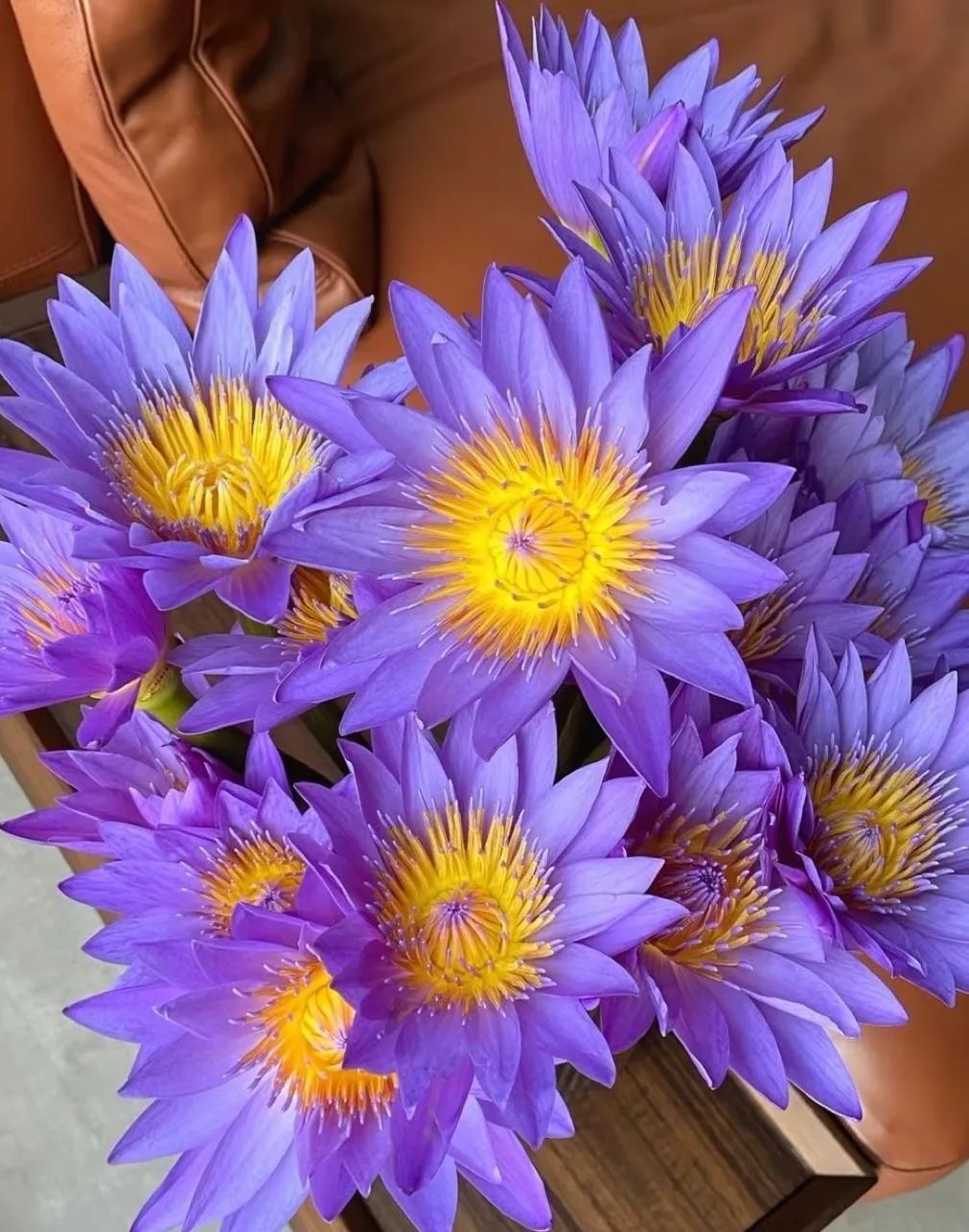 🏆 Viac než 75 000 predaných balení! Semená rozprávkového okrasného leknutna – vzácna krása, ktorá ozdobí vašu záhradu 🌸