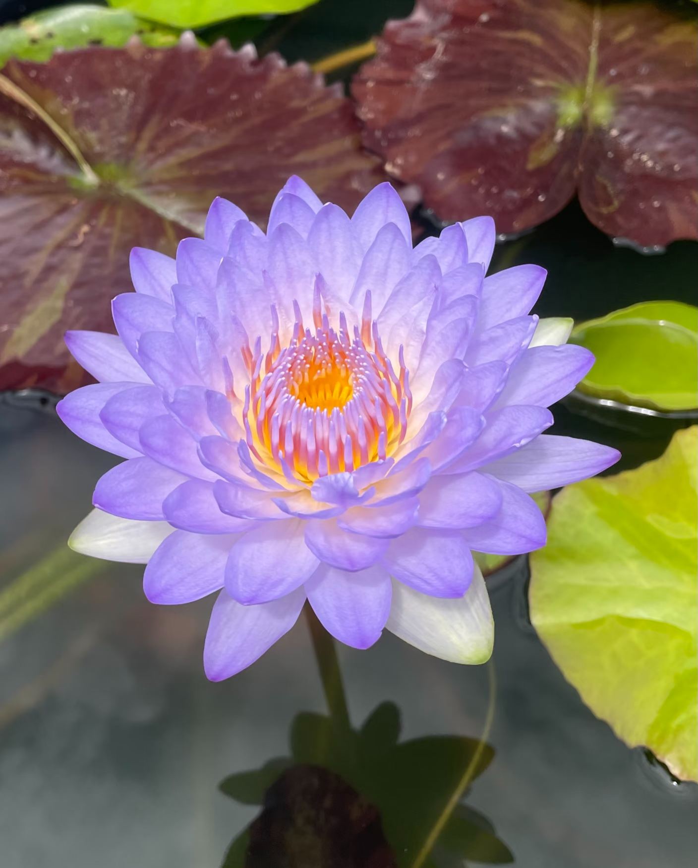 🏆 Viac než 75 000 predaných balení! Semená rozprávkového okrasného leknutna – vzácna krása, ktorá ozdobí vašu záhradu 🌸