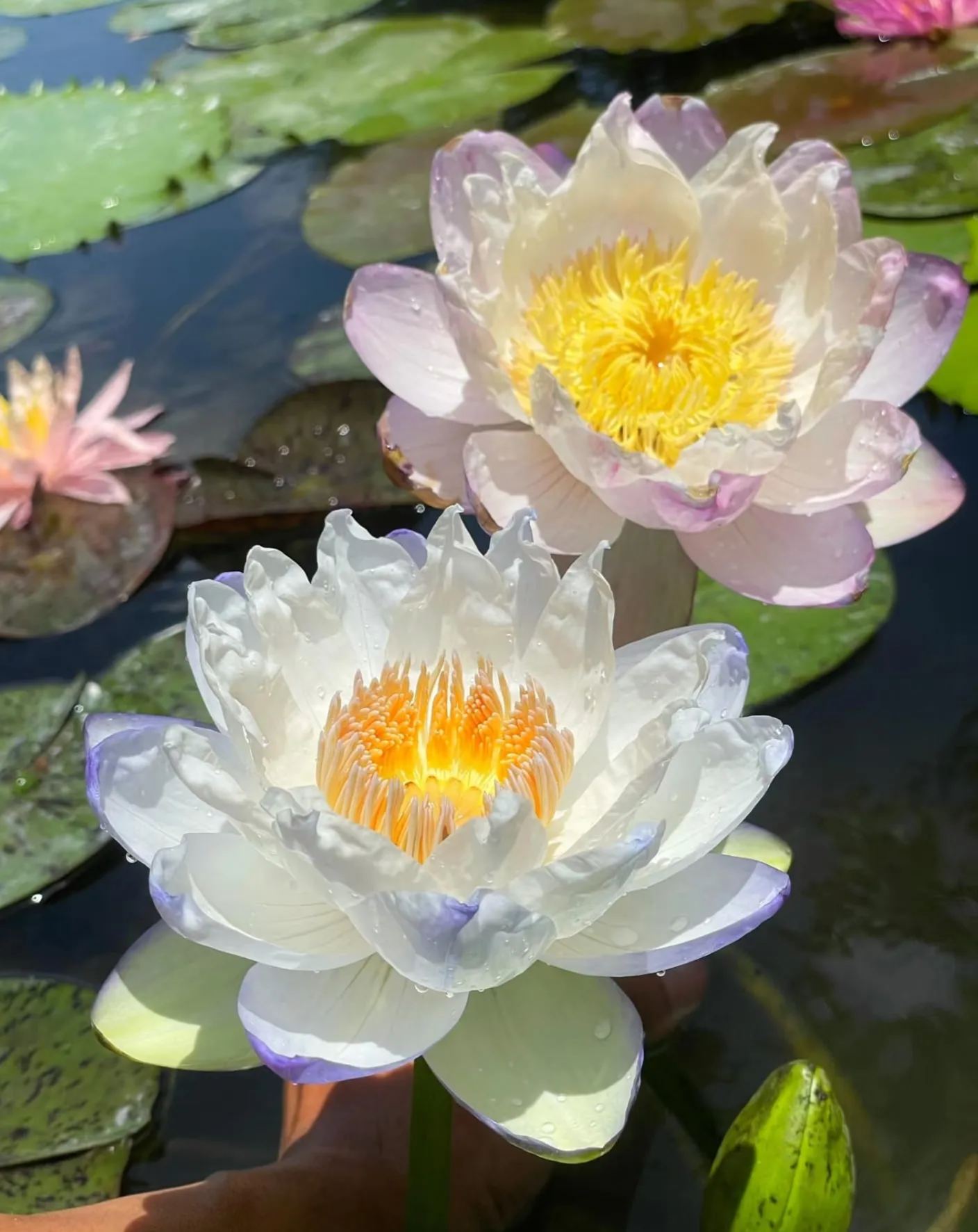 🏆 Viac než 75 000 predaných balení! Semená rozprávkového okrasného leknutna – vzácna krása, ktorá ozdobí vašu záhradu 🌸