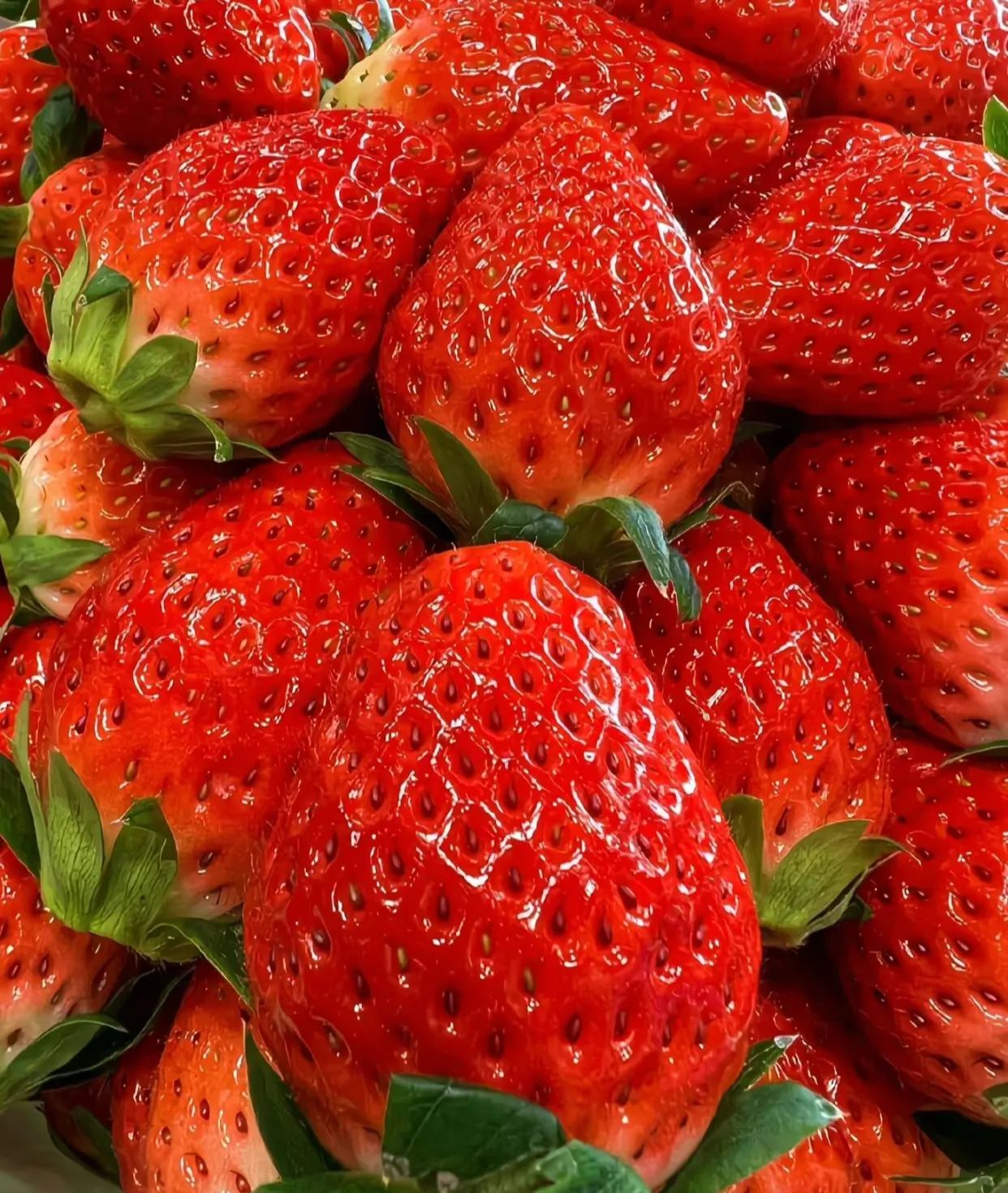 🏆🏆 Najpredávanejší TOP 1!🍓 Jahody, ktoré môžete pestovať celoročne – zvládne ich aj začiatočník a bohato rodia!(Časovo obmedzená ponuka: hnojivo zadarmo)