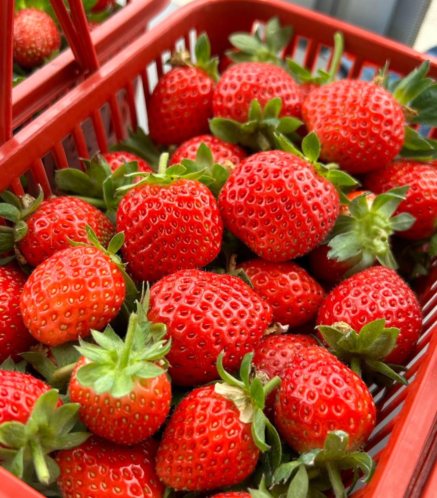 🏆🏆 Najpredávanejší TOP 1!🍓 Jahody, ktoré môžete pestovať celoročne – zvládne ich aj začiatočník a bohato rodia!(Časovo obmedzená ponuka: hnojivo zadarmo)