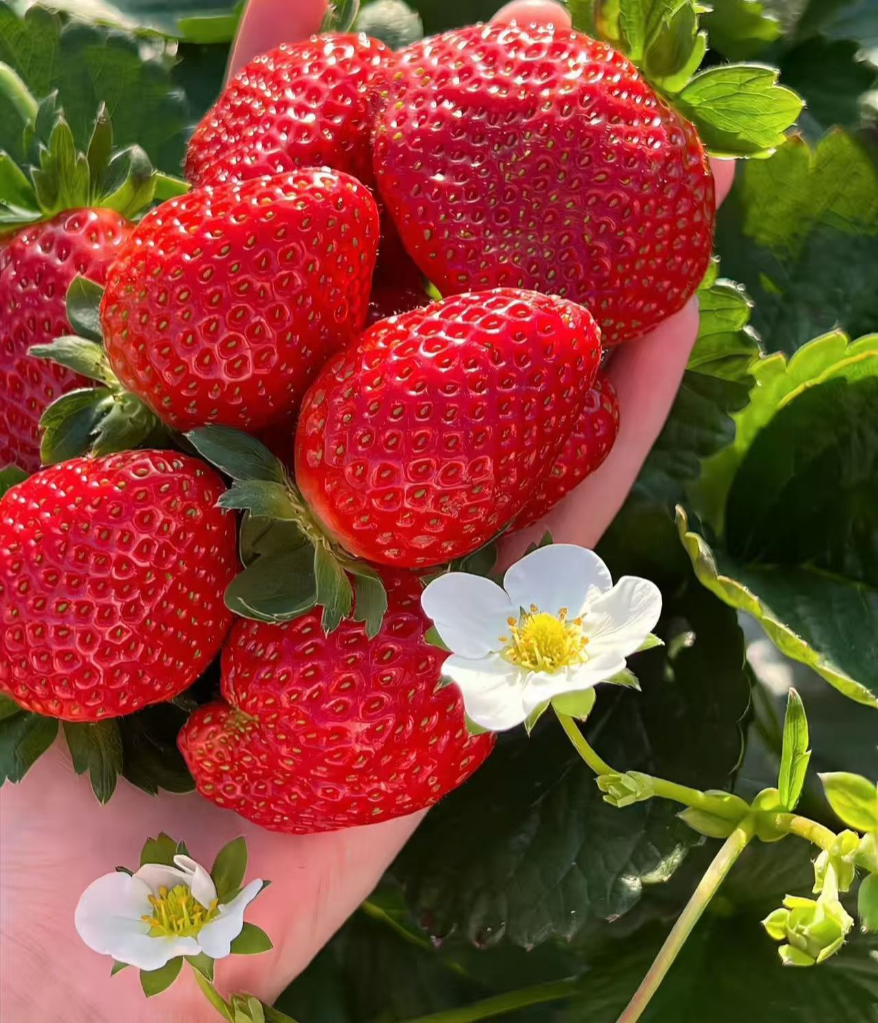 🏆🏆 Najpredávanejší TOP 1!🍓 Jahody, ktoré môžete pestovať celoročne – zvládne ich aj začiatočník a bohato rodia!(Časovo obmedzená ponuka: hnojivo zadarmo)