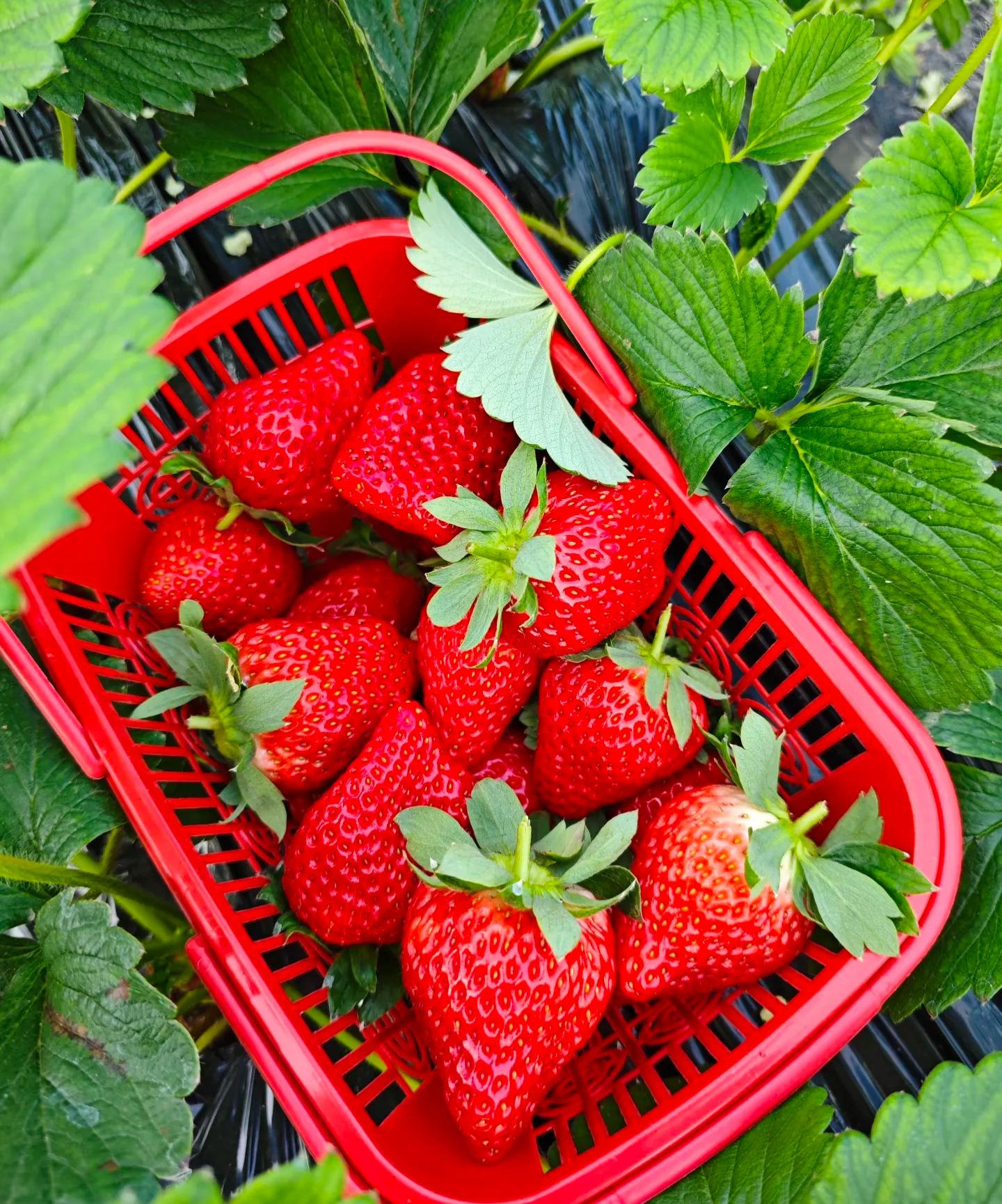🏆🏆 Najpredávanejší TOP 1!🍓 Jahody, ktoré môžete pestovať celoročne – zvládne ich aj začiatočník a bohato rodia!(Časovo obmedzená ponuka: hnojivo zadarmo)