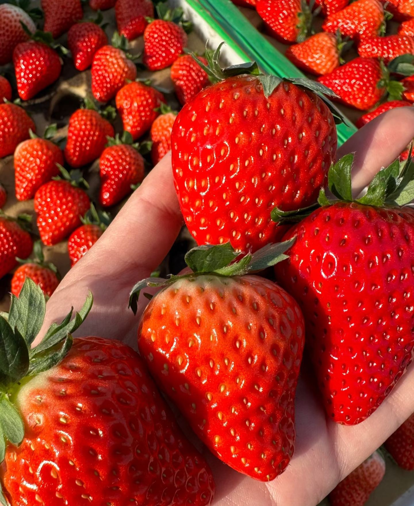 🏆🏆 Najpredávanejší TOP 1!🍓 Jahody, ktoré môžete pestovať celoročne – zvládne ich aj začiatočník a bohato rodia!(Časovo obmedzená ponuka: hnojivo zadarmo)