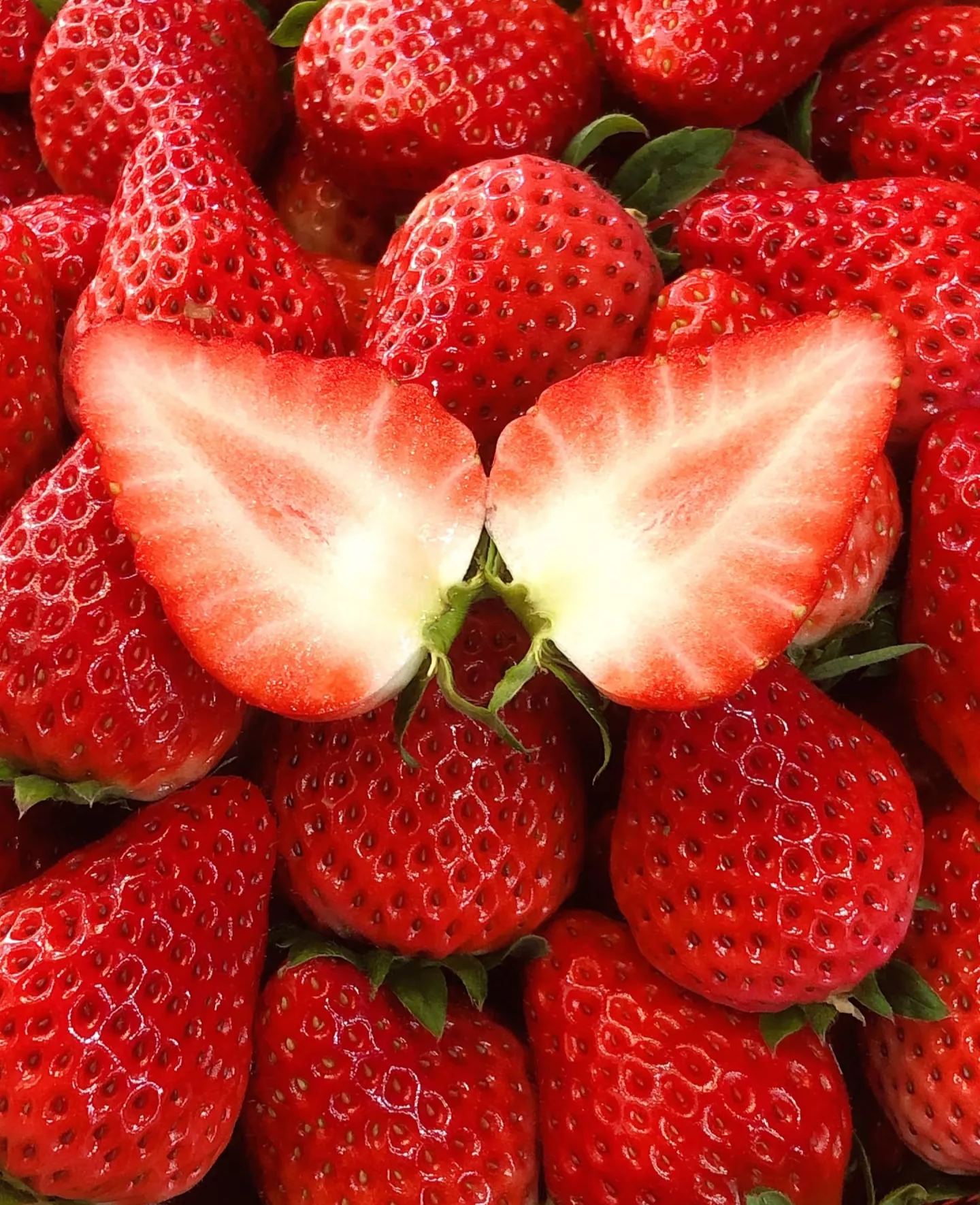 🏆🏆 Najpredávanejší TOP 1!🍓 Jahody, ktoré môžete pestovať celoročne – zvládne ich aj začiatočník a bohato rodia!(Časovo obmedzená ponuka: hnojivo zadarmo)