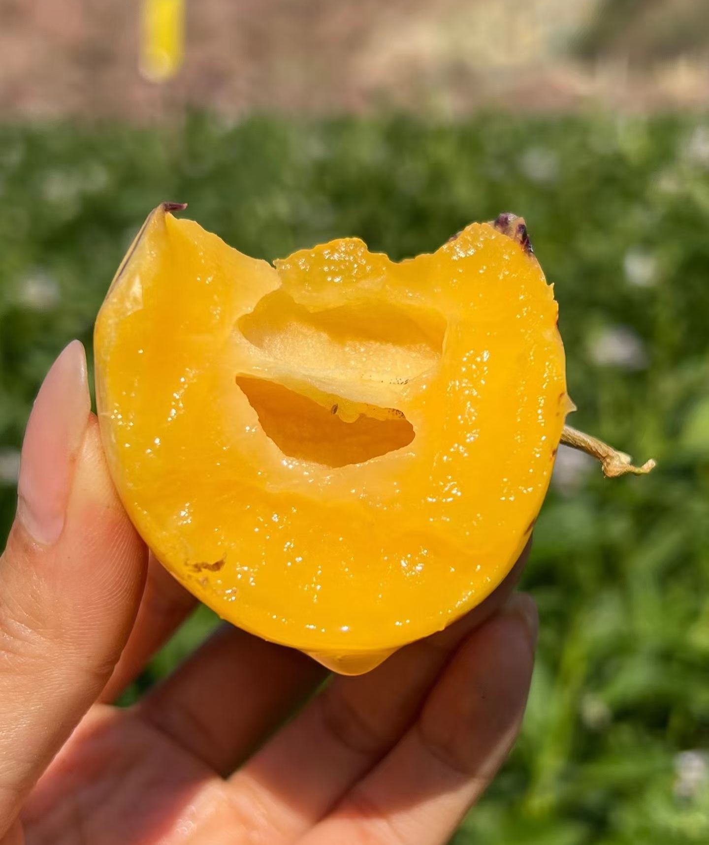 🏆🏆 Najpredávanejší TOP 1!🌿✨(Časovo obmedzená ponuka: hnojivo zadarmo) Semená ženšenu: Objavte silu prírody vo svojej záhrade! 🔥