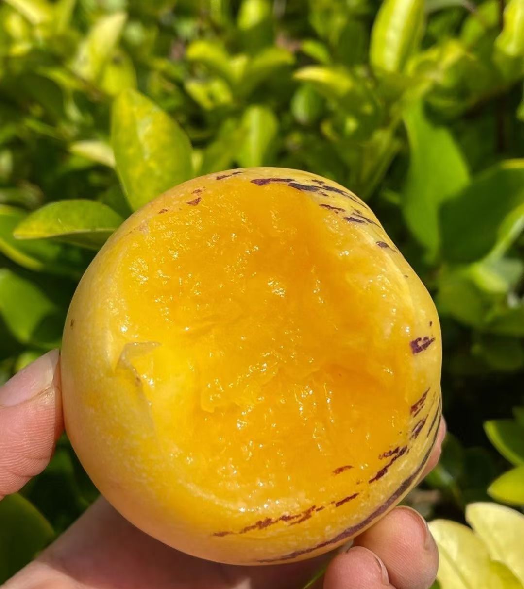 🏆🏆 Najpredávanejší TOP 1!🌿✨(Časovo obmedzená ponuka: hnojivo zadarmo) Semená ženšenu: Objavte silu prírody vo svojej záhrade! 🔥