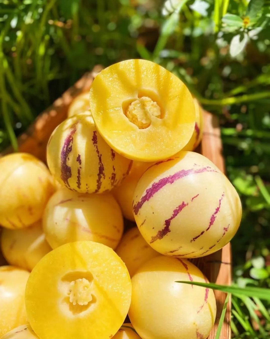 🏆🏆 Najpredávanejší TOP 1!🌿✨(Časovo obmedzená ponuka: hnojivo zadarmo) Semená ženšenu: Objavte silu prírody vo svojej záhrade! 🔥