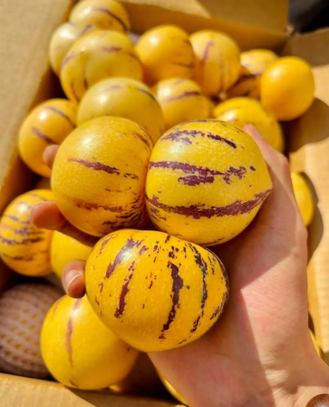 🏆🏆 Najpredávanejší TOP 1!🌿✨(Časovo obmedzená ponuka: hnojivo zadarmo) Semená ženšenu: Objavte silu prírody vo svojej záhrade! 🔥