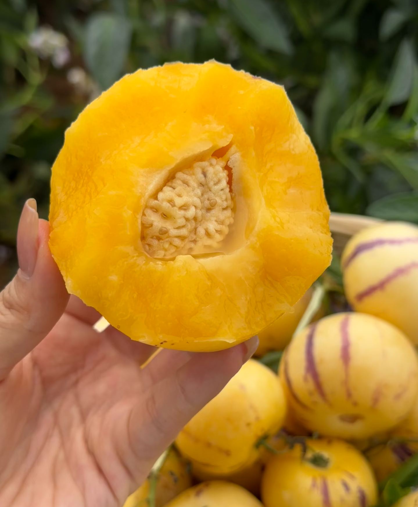 🏆🏆 Najpredávanejší TOP 1!🌿✨(Časovo obmedzená ponuka: hnojivo zadarmo) Semená ženšenu: Objavte silu prírody vo svojej záhrade! 🔥