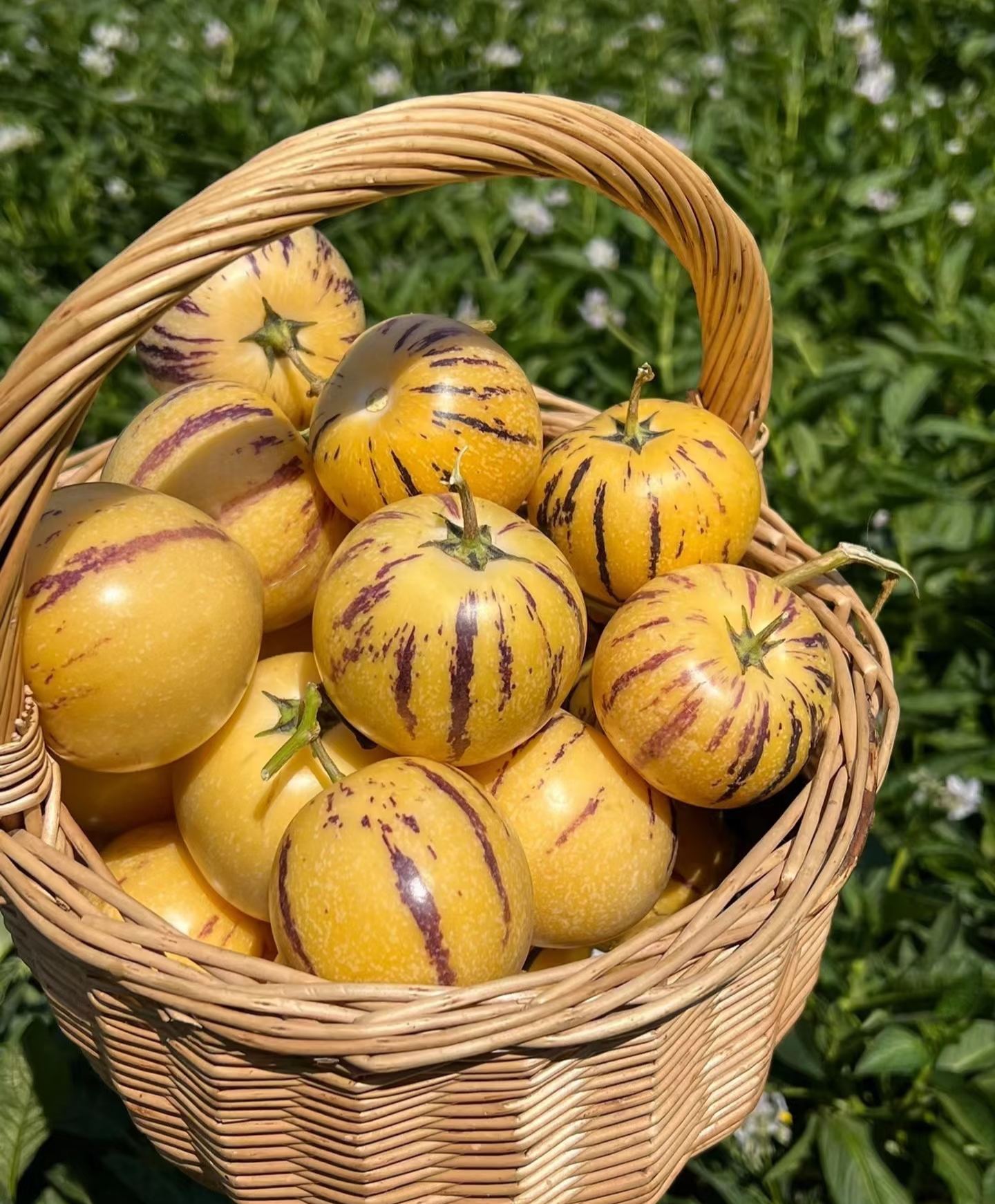 🏆🏆 Najpredávanejší TOP 1!🌿✨(Časovo obmedzená ponuka: hnojivo zadarmo) Semená ženšenu: Objavte silu prírody vo svojej záhrade! 🔥