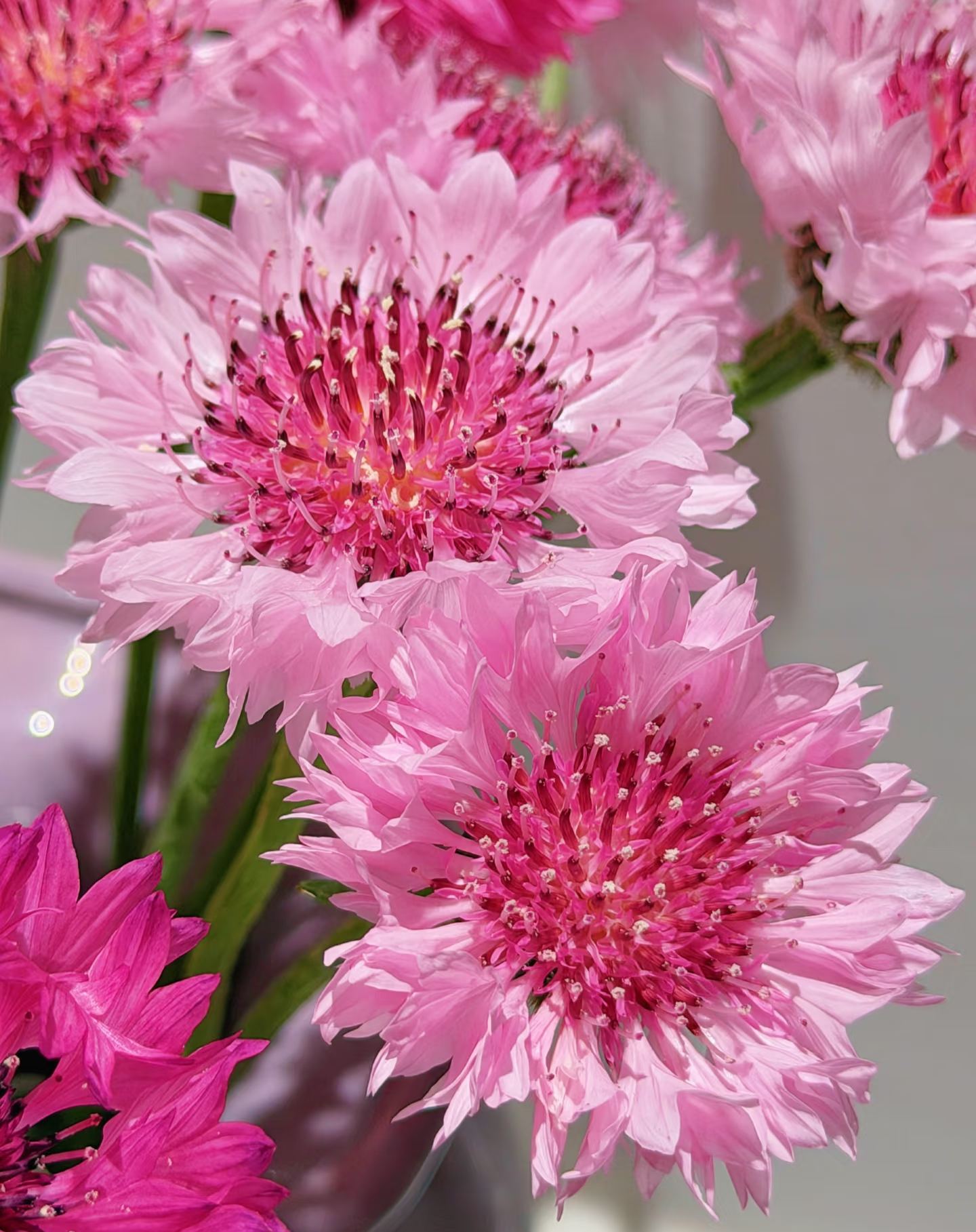 🏆🏆 Viac než 75 000 predaných balení!🌸 Semená chrpy – Neustále kvitnúca kvetinová krása od jari až po zimu 🌿(Časovo obmedzená ponuka: hnojivo zadarmo)