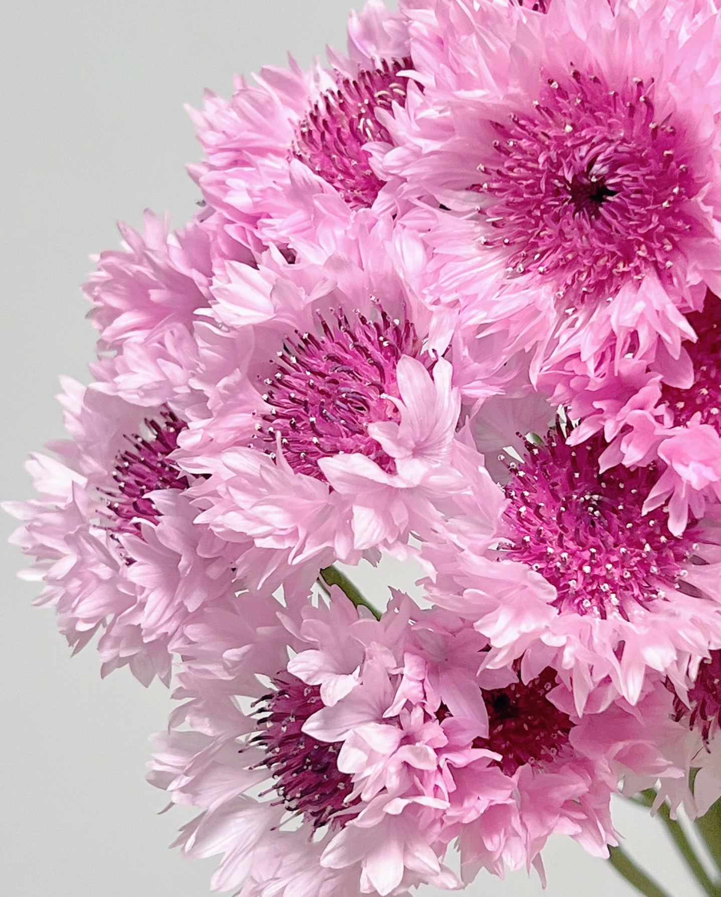 🏆🏆 Viac než 75 000 predaných balení!🌸 Semená chrpy – Neustále kvitnúca kvetinová krása od jari až po zimu 🌿(Časovo obmedzená ponuka: hnojivo zadarmo)