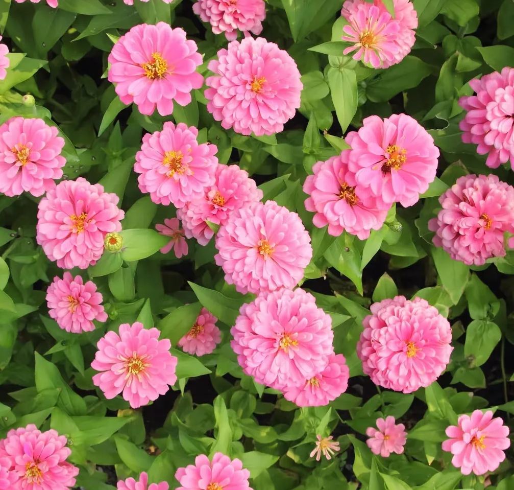 🏆🏆 Každý si ho vyberá! 🌺 Semená cínie – farebná zmes (🎁 Posledný deň! Pri kúpe získate profesionálne hnojivo ZDARMA 🔥)