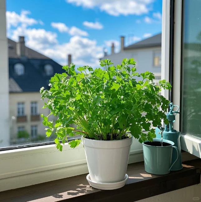 🌿 Koriander – Semená na pestovanie | Čerstvá bylinka do kuchyne, vhodná do črepníka 🌱