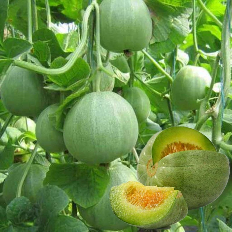 🍈 Semená zeleného melónu – šťavnatá sladkosť z vlastnej záhrady 🌱