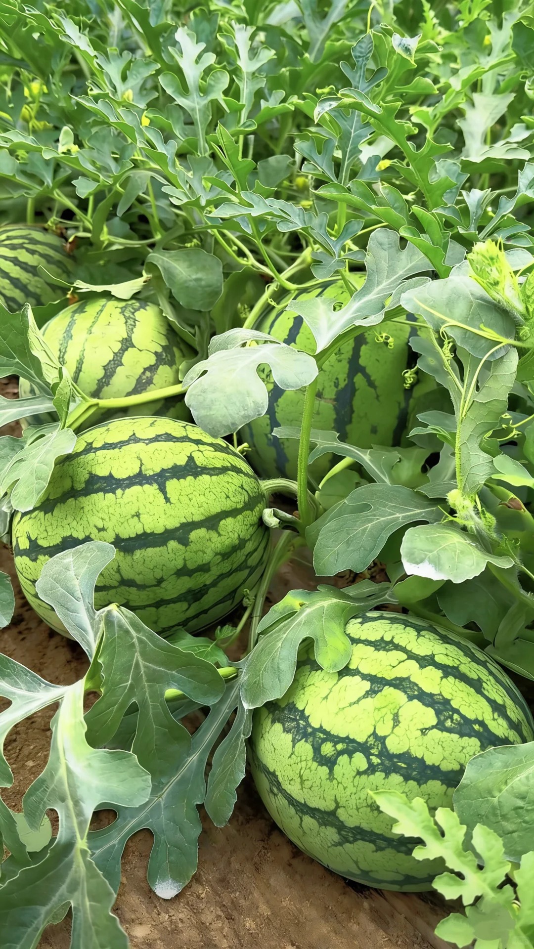 🍉 POSLEDNÝ DEŇ VÝPREDAJ – ZĽAVA 60 % 🌱 Melónové semienka pre lenivých záhradkárov / Bez GMO