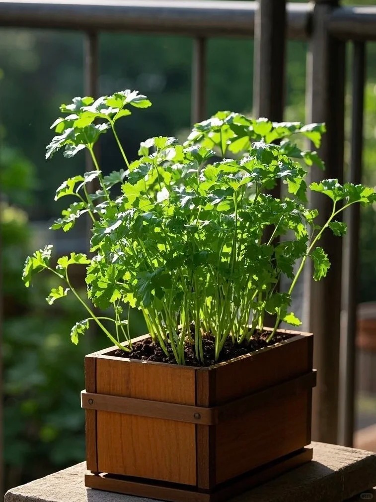 🌿 Koriander – Semená na pestovanie | Čerstvá bylinka do kuchyne, vhodná do črepníka 🌱