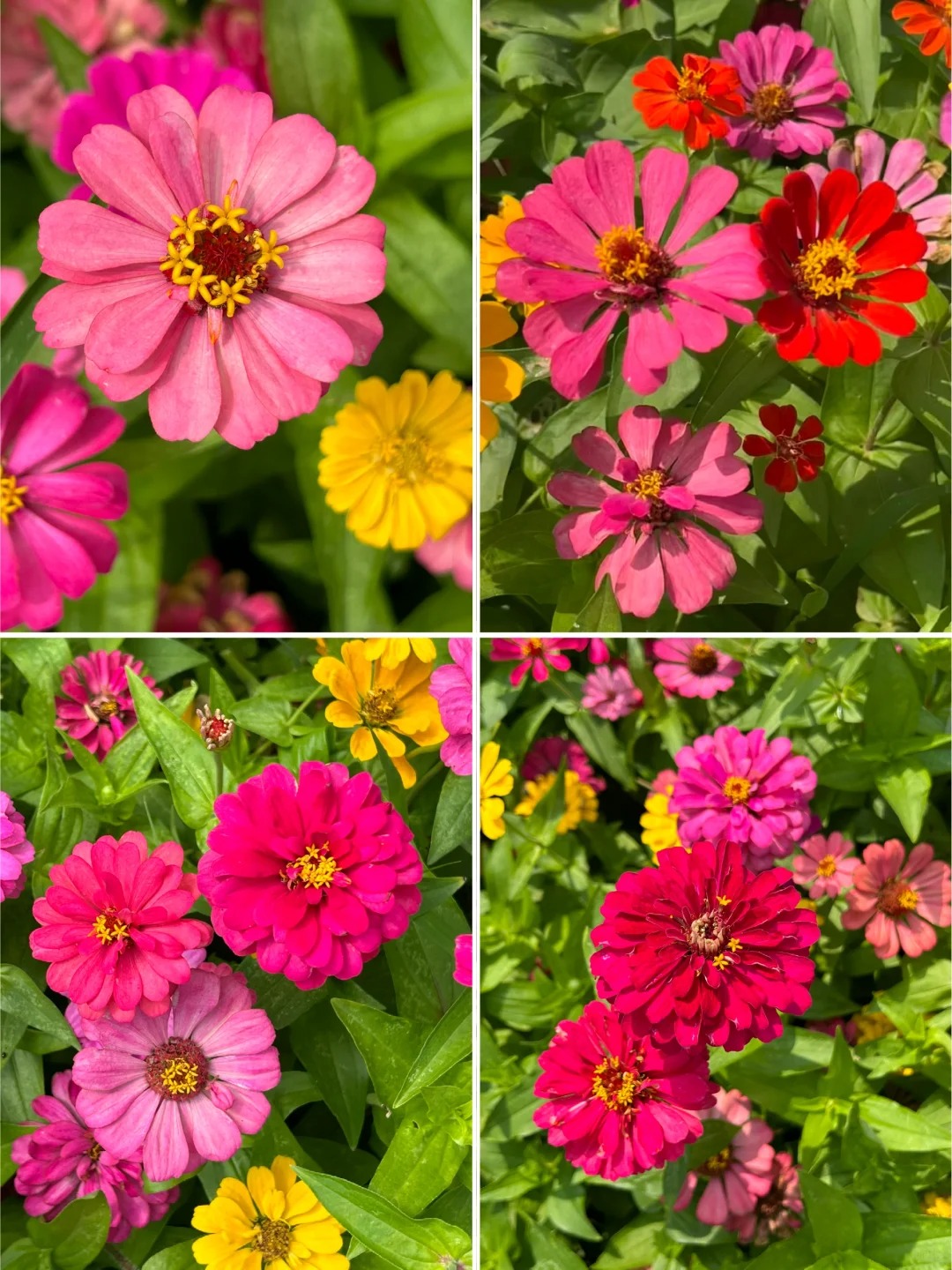 🌺🌸🌻 Cínie – Živé farby pre vašu záhradu aj balkón