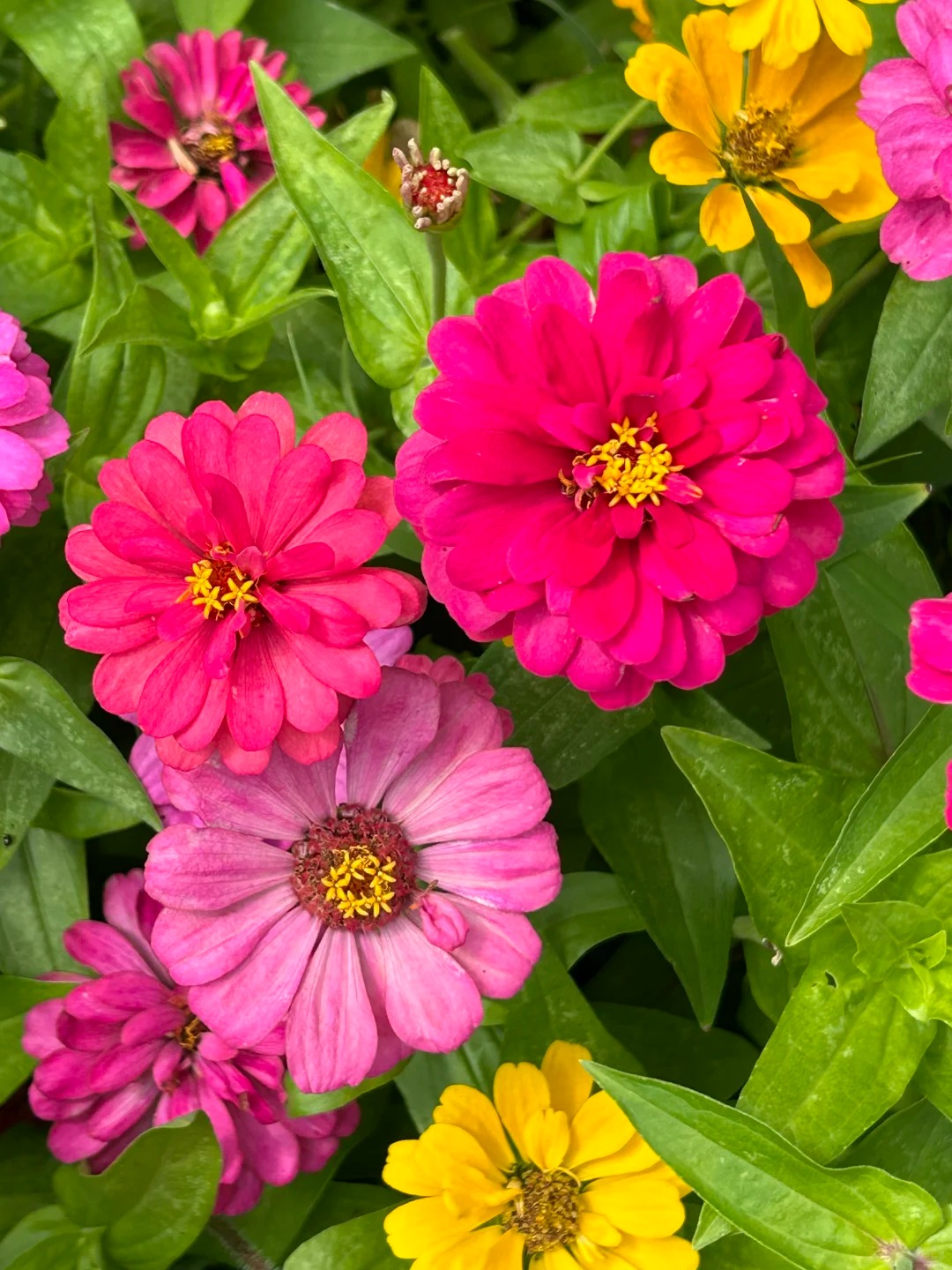 🌺🌸🌻 Cínie – Živé farby pre vašu záhradu aj balkón
