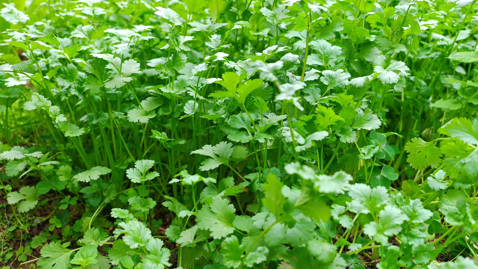 🌿 Koriander – Semená na pestovanie | Čerstvá bylinka do kuchyne, vhodná do črepníka 🌱