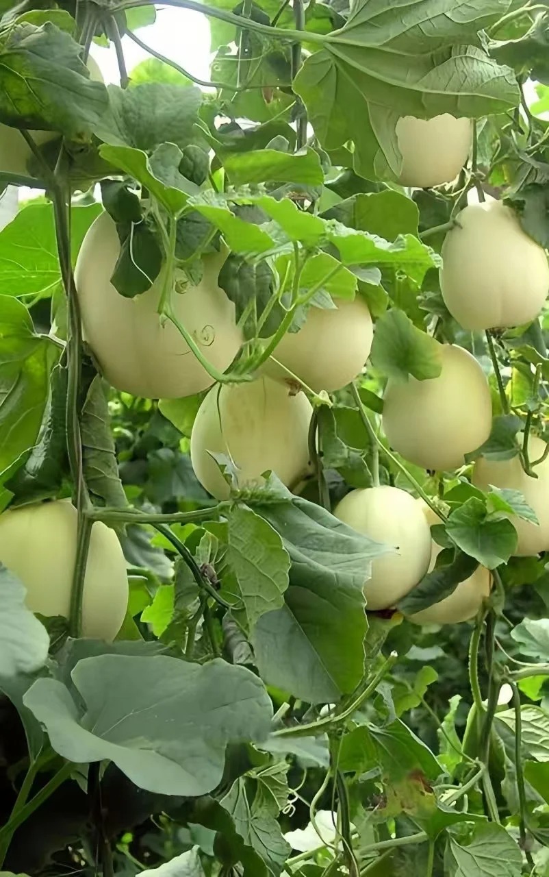 🍈 Semená zeleného melónu – šťavnatá sladkosť z vlastnej záhrady 🌱