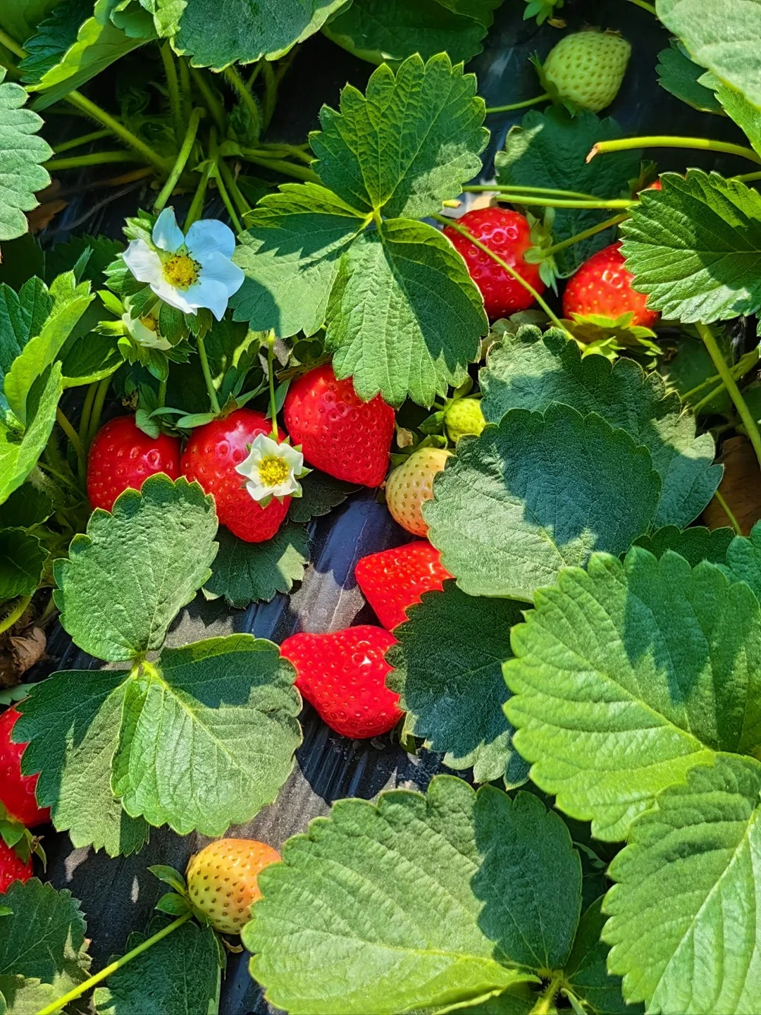 🍓 Jahody po celý rok z semienok! – Vypestujte si sladkú úrodu kedykoľvek.