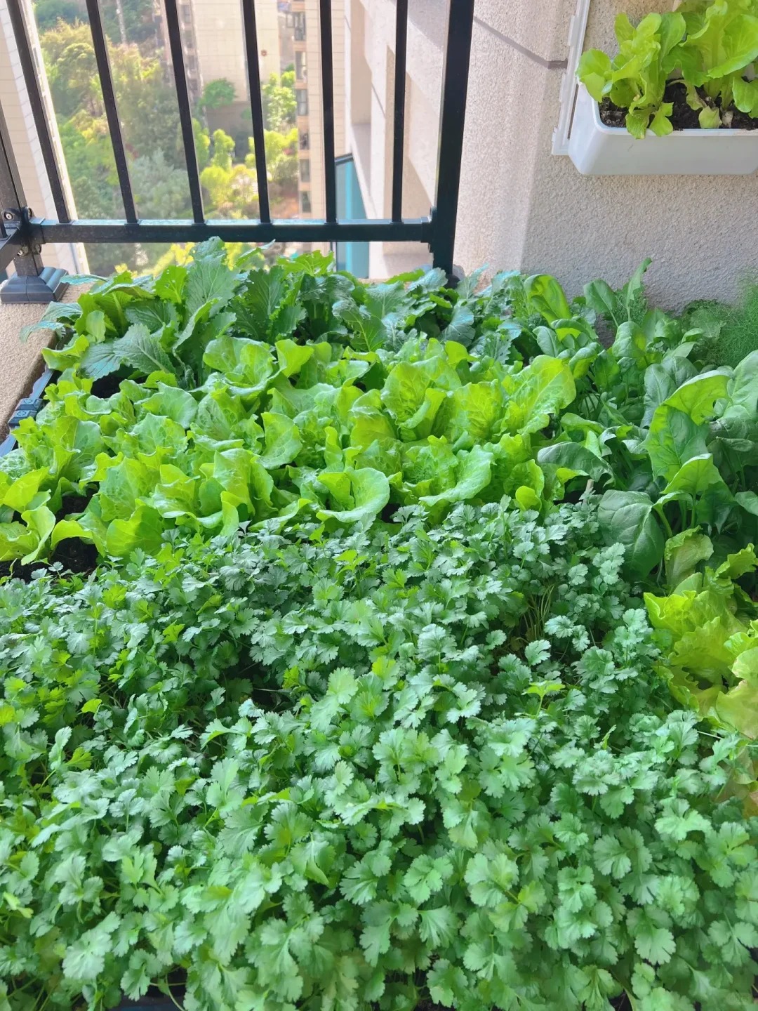 🌿 Koriander – Semená na pestovanie | Čerstvá bylinka do kuchyne, vhodná do črepníka 🌱