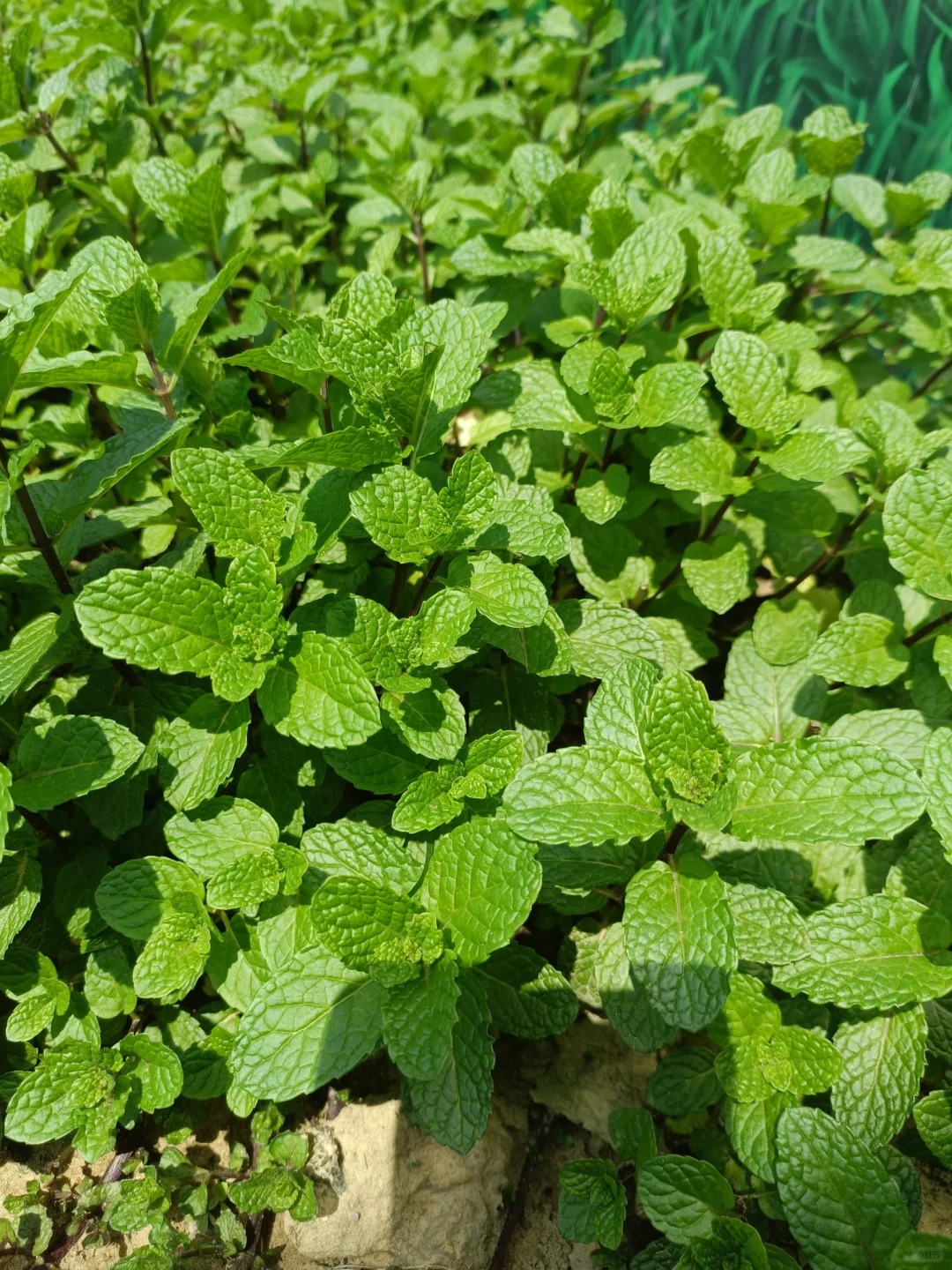 🍹🥒🍵 Bylinková Záhradka pre Každého: Mäta, Bazalka, Medovka, Kôpor – Vypestujte si Vlastné Mojito, Uhorky a Čaj!