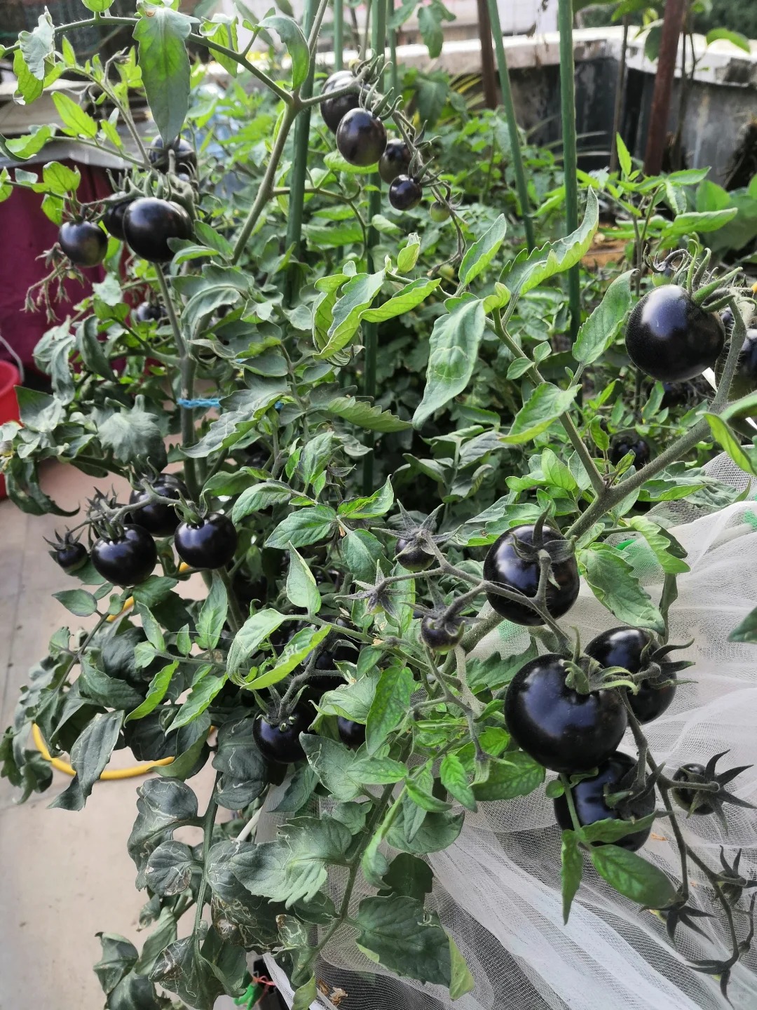 🍅 Rajčata „Černý diamant“ – Exkluzivní tmavá odrůda s lahodnou sladkou chutí a vysokým obsahem antioxidantů!🌱