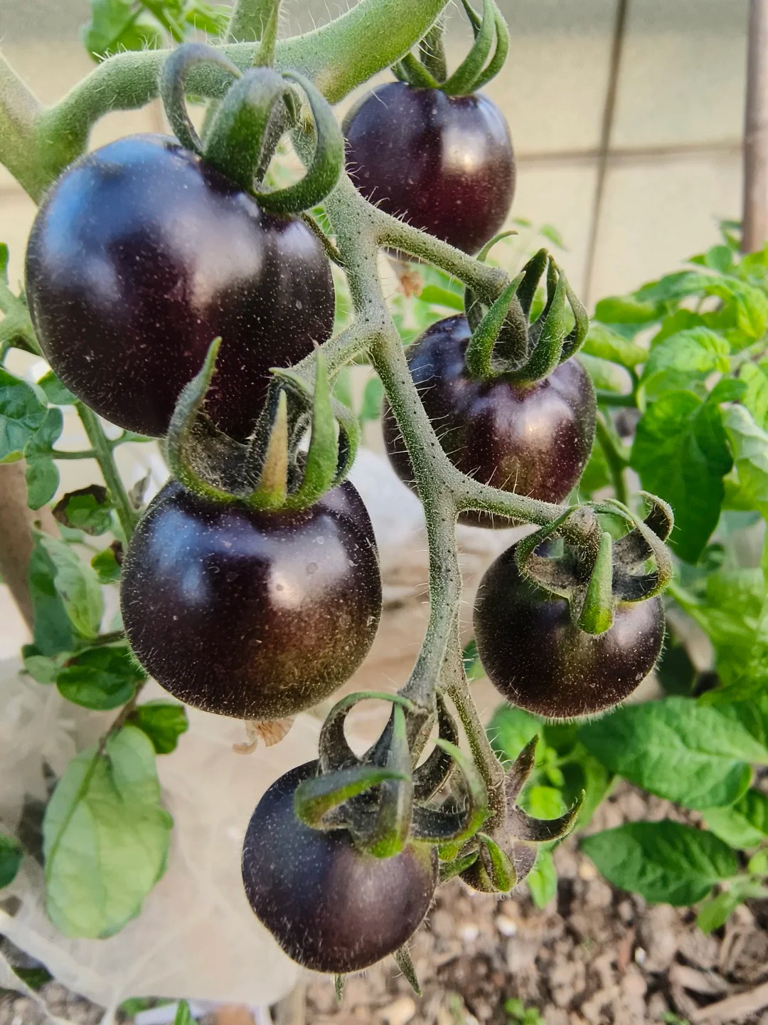 🍅 Rajčata „Černý diamant“ – Exkluzivní tmavá odrůda s lahodnou sladkou chutí a vysokým obsahem antioxidantů!🌱