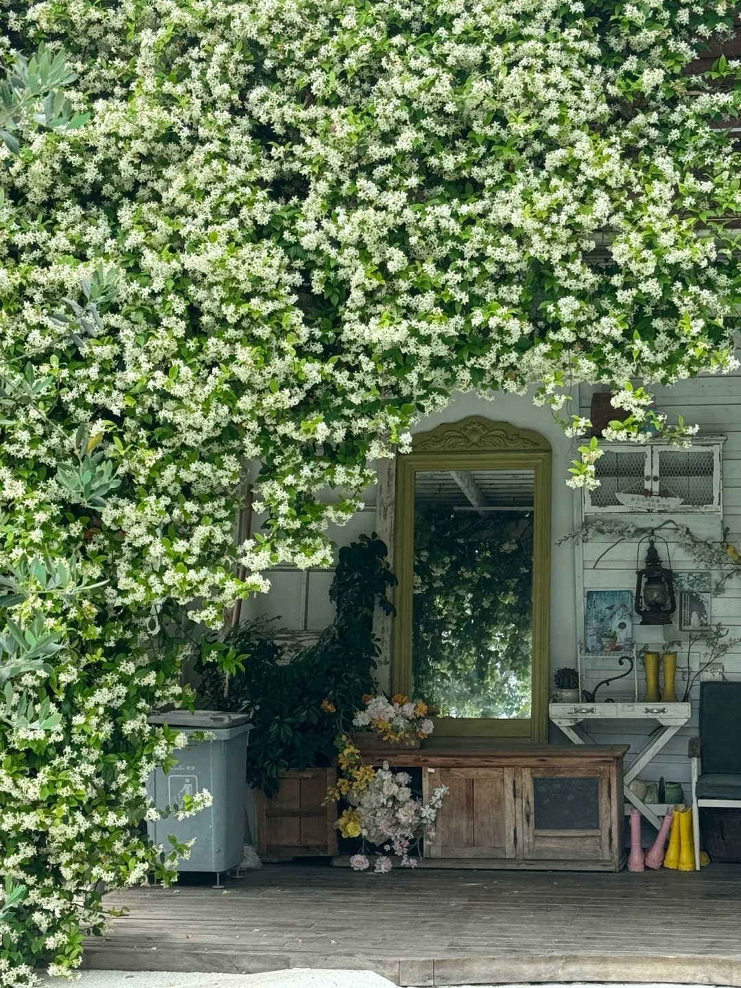 🌿❄️ Nočný jasmin „Půlnočná Vôňa“ – Voňavá trvalka, ktorá prežije aj slovenskú zimu!