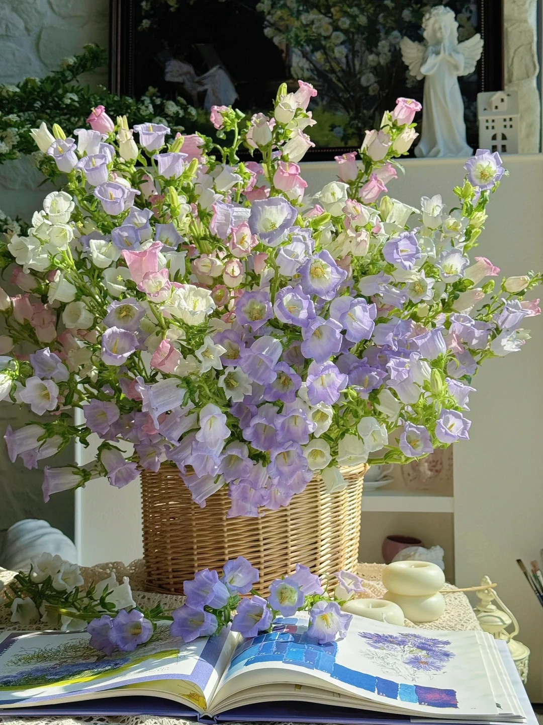 🔔 Semienka zvoncov Canterbury – Klasické záhradné zvony s pohárovými kvetmi!