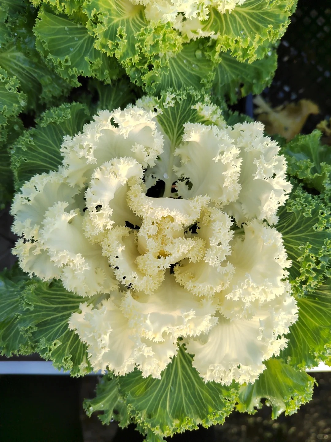 Kale – Jedlý aj okrasný | Výber z viacerých farebných odrôd | Mrazuvzdorný, vitamínový, nenáročný na pestovanie