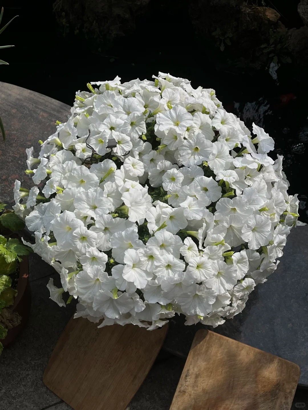 🌸 Petúnia previsnutá do závesných košov – Kráľovná balkónov vo farebných kombináciách