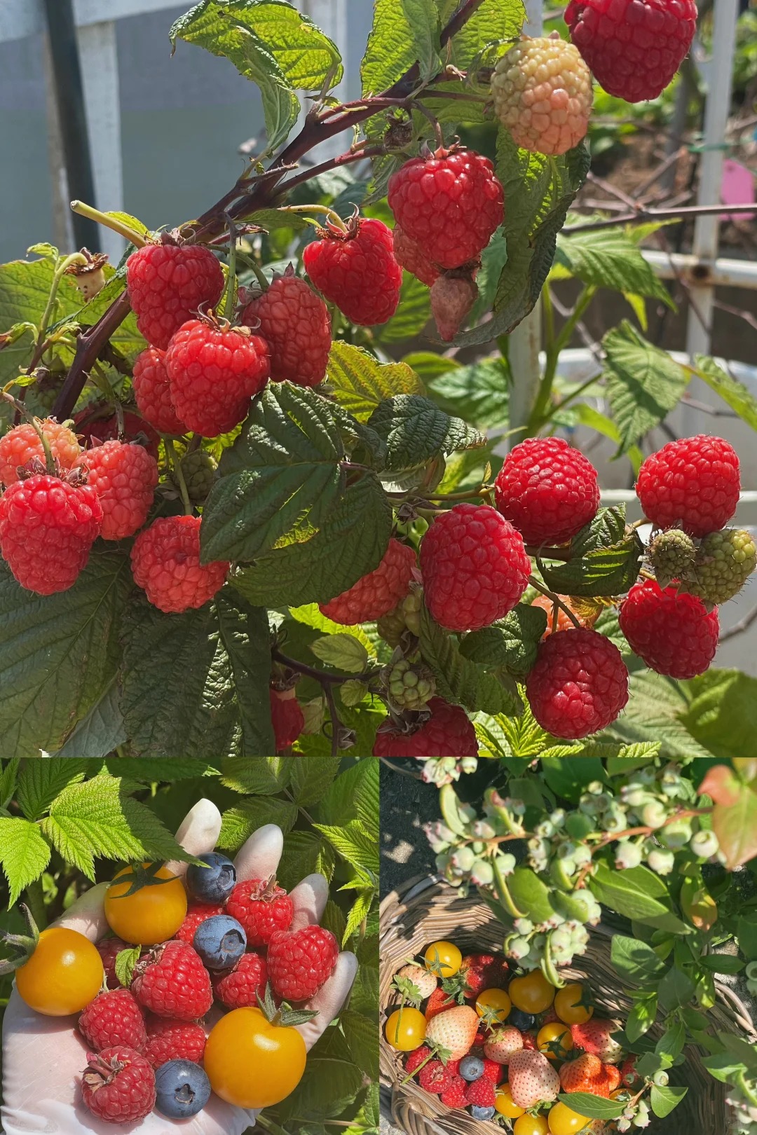 🍓 Maliník – 100% prírodné semená | Bio kvalita pre vlastnú úrodu