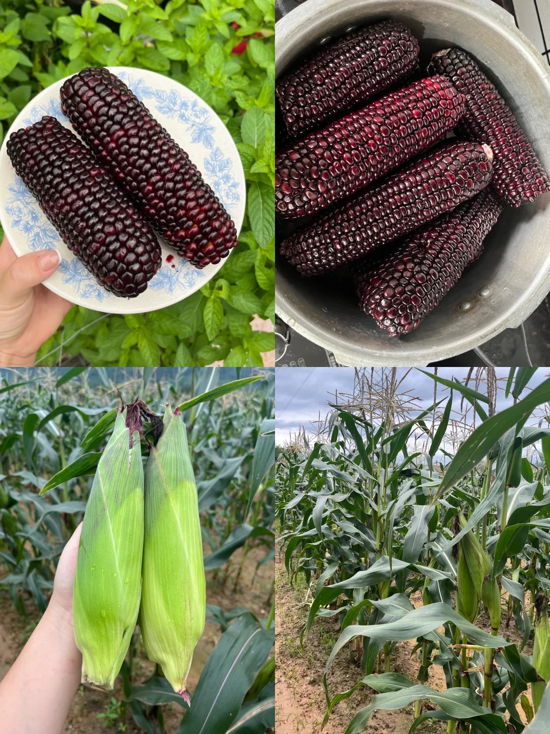 🌽🌈 Kukurica Gem – okrasná a chutná, pestovateľsky jednoduchá 🏡🌱