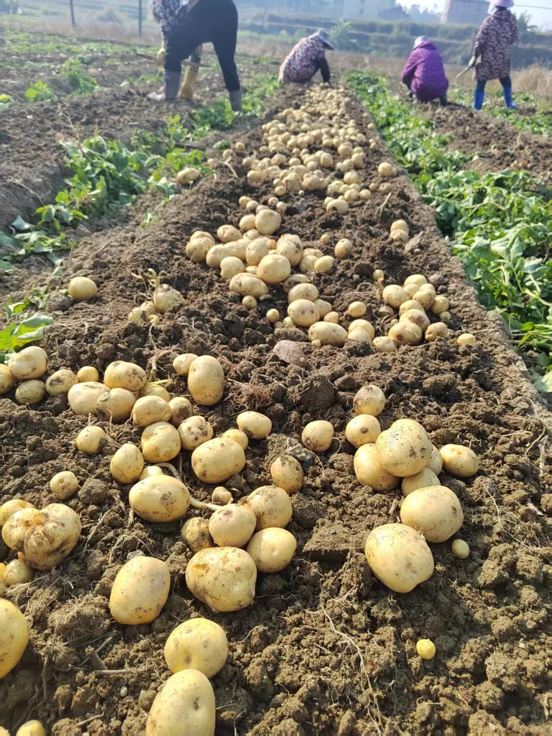 🥔 Semená zemiakov – bohatá úroda, odolná voči chorobám a vhodná aj do kvetináčov 🌿✨