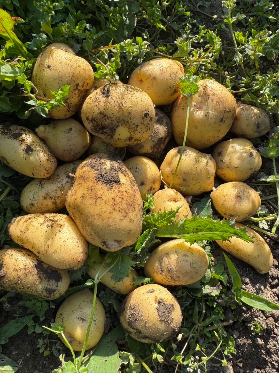 🥔 Semená zemiakov – bohatá úroda, odolná voči chorobám a vhodná aj do kvetináčov 🌿✨