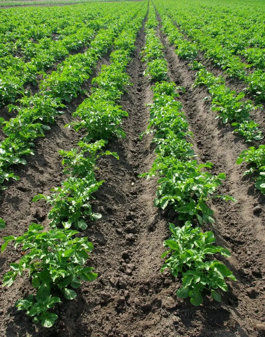 🥔 Semená zemiakov – bohatá úroda, odolná voči chorobám a vhodná aj do kvetináčov 🌿✨