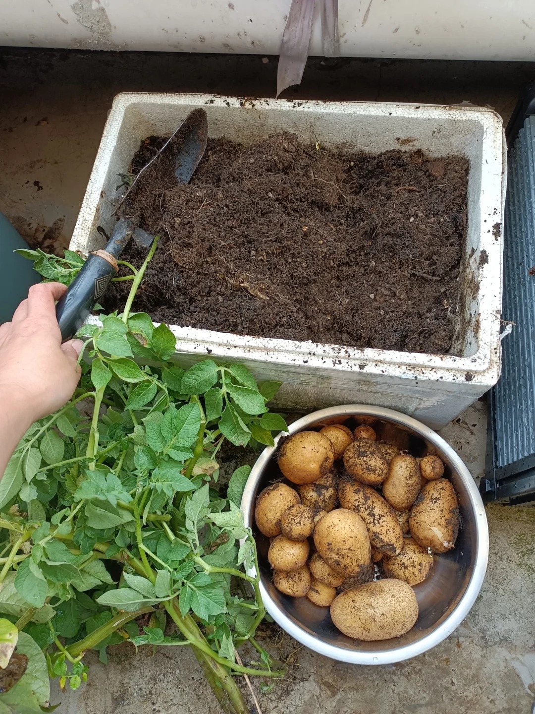🥔 Semená zemiakov – bohatá úroda, odolná voči chorobám a vhodná aj do kvetináčov 🌿✨